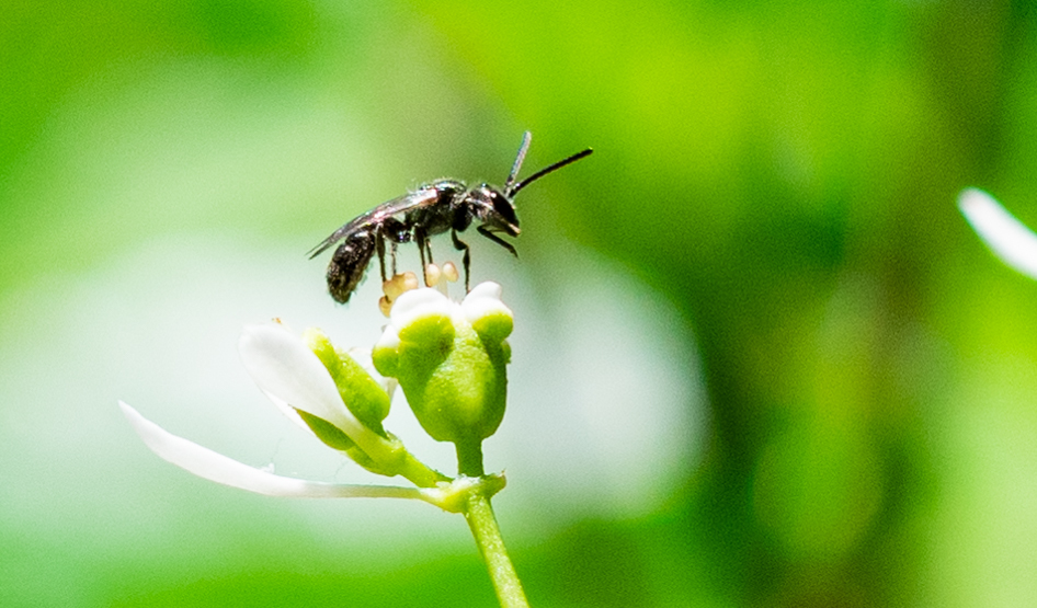 Metallic Sweat Bees In July 2020 By Jen SBEE 25 INaturalist   Large 