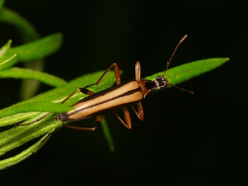 Cephaloon pallens · iNaturalist