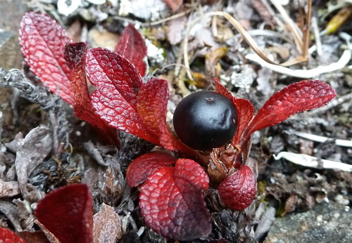 alpine bearberry
