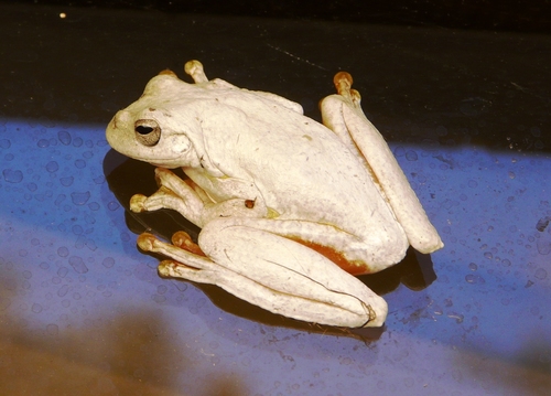 Mahogany Tree Frog