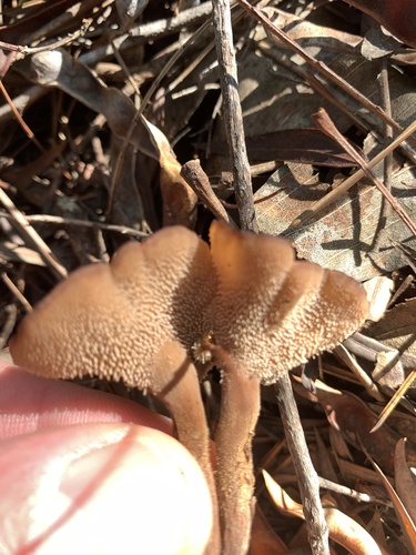 Auriscalpium barbatum