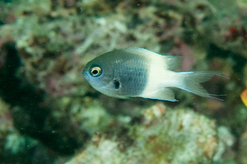 Indian Half-and-half Chromis