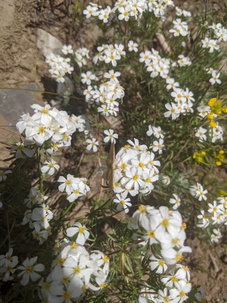 Nuttall's Linanthus from Salt Lake City, UT 84121, USA on July 12, 2020