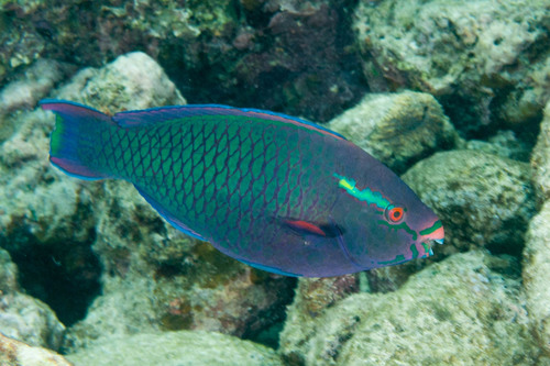 Swarthy Parrotfish