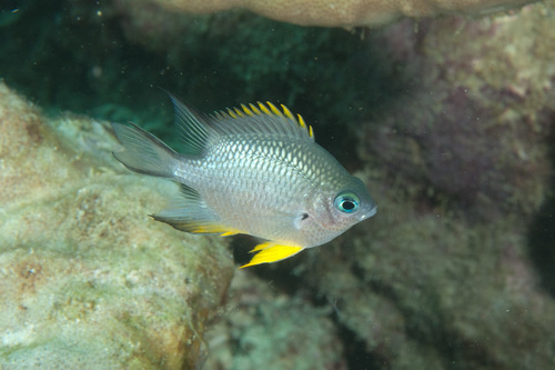 Amblyglyphidodon silolona