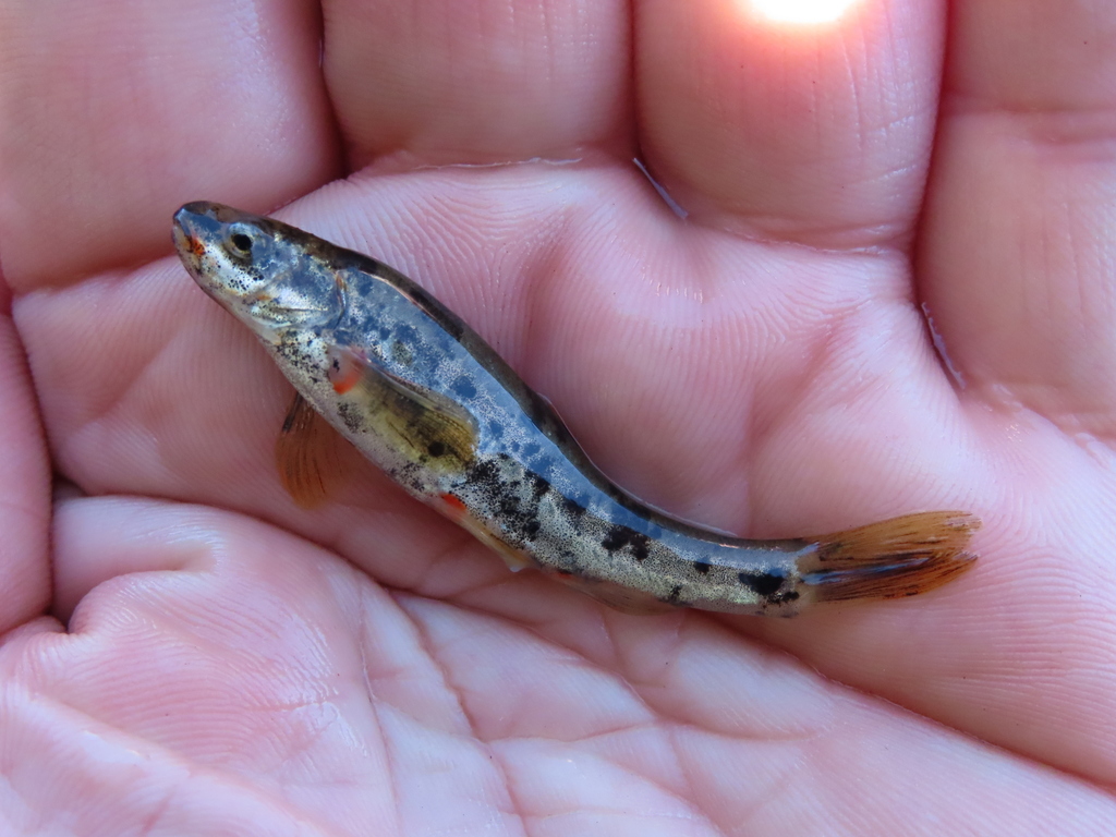Lahontan Speckled Dace from El Dorado County, CA, USA on July 9, 2020 ...