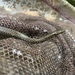 棕網腹鏈蛇 - Photo 由 Yuehua Pu 所上傳的 (c) Yuehua Pu，保留所有權利