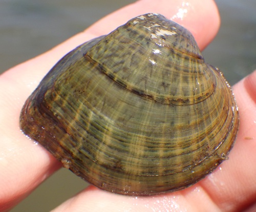 Deertoe Mussel