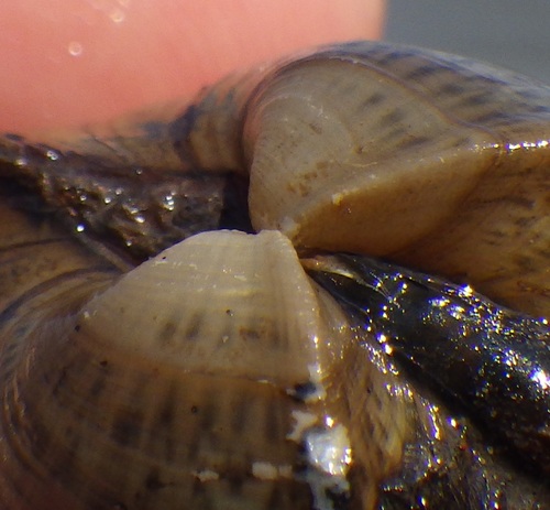 Deertoe Mussel
