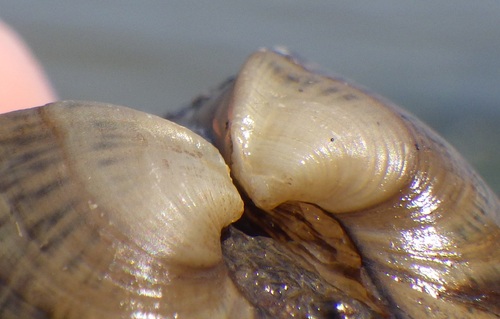 Deertoe Mussel