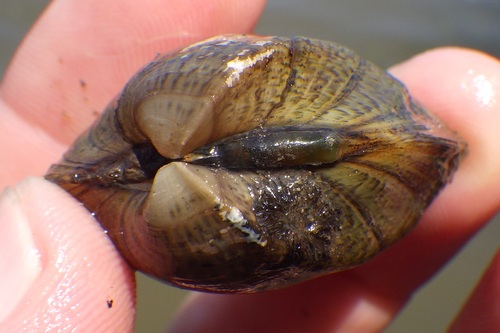 Deertoe Mussel