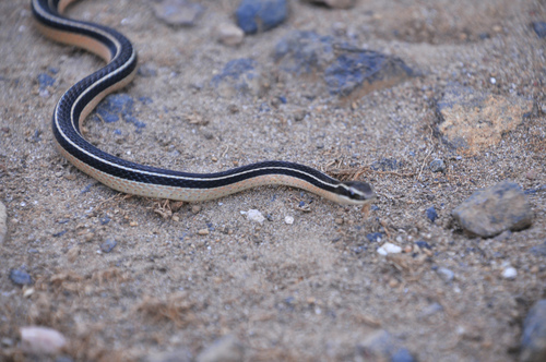 Pine-Oak Snake