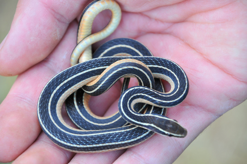Pine-Oak Snake