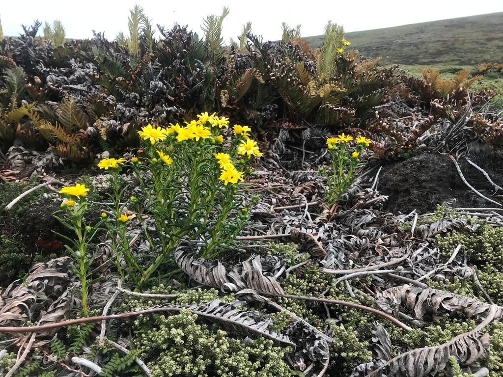 Falklands smooth ragwort (Hummock Island Flora) · iNaturalist