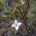 Boronia pilosa tasmanensis - Photo (c) louise theron, todos los derechos reservados, subido por louise theron