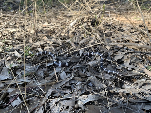 Eastern Bandy Bandy sighting