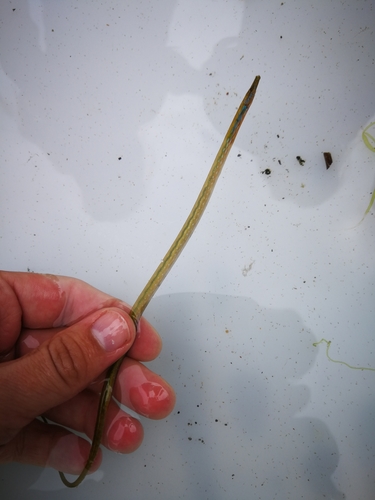 Straightnose Pipefish