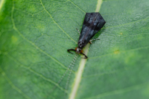 Mystacides indicus