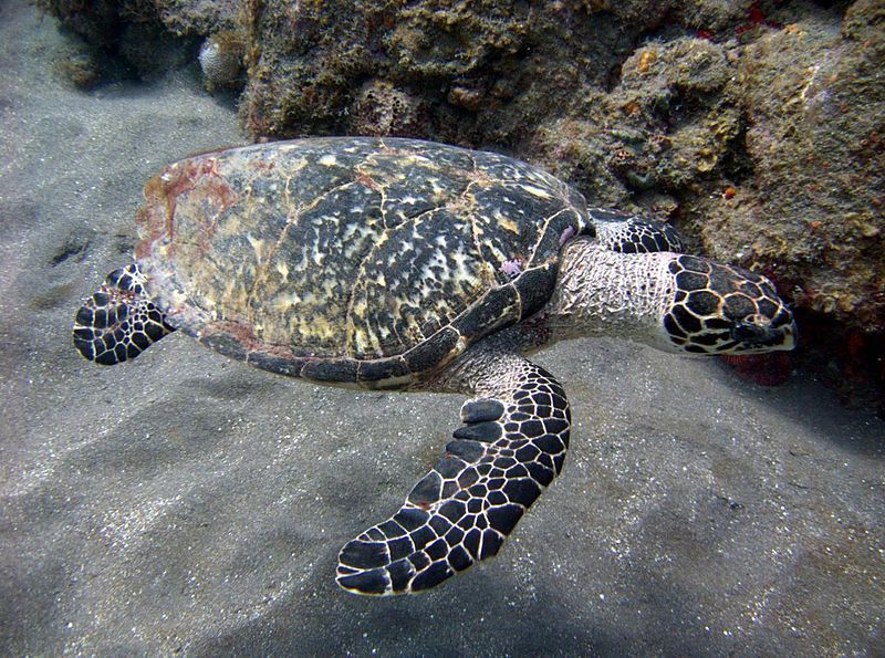 Sea Turtle, Species