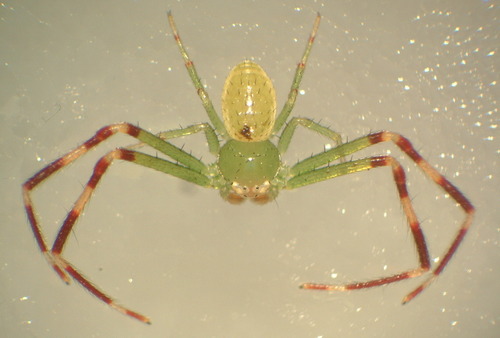 American Green Crab Spider