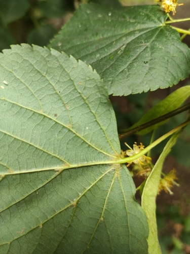 Mažalapė liepa nuotrauka