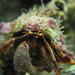 Pagurid Hermit Crabs - Photo (c) Mariano Rodriguez, all rights reserved, uploaded by Mariano Rodriguez