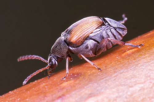 Bruchidius biguttatus · iNaturalist