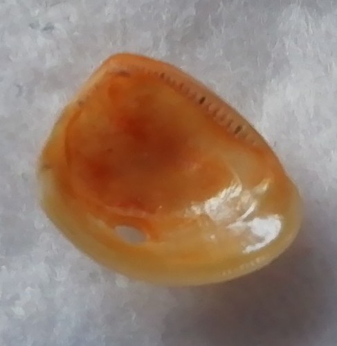 Common Nutshell (Nucula nucleus) · iNaturalist NZ