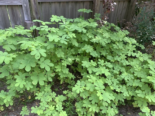 American Sicklepod