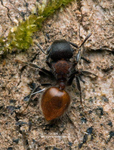 Meranoplus belliiMeranoplus bellii