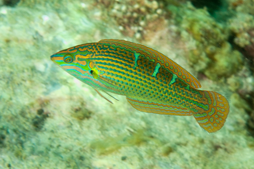 Indian Pinstriped Wrasse (Halichoeres chrysotaenia) · iNaturalist