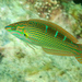 Indian Pinstriped Wrasse - Photo (c) Ian Shaw, all rights reserved, uploaded by Ian Shaw