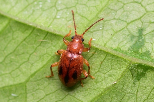 Genus Dapsa · iNaturalist