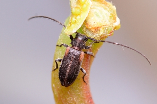 Exocentrus marginatus