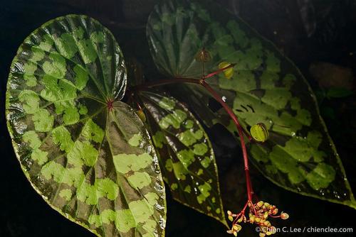Hardy begonia (Begonia chlorosticta)