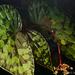 Begonia chlorosticta - Photo 由 Chien Lee 所上傳的 (c) Chien Lee，保留所有權利
