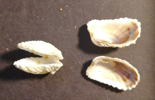 Cardita calyculata