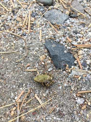 iNaturalist observation photo of Pacific chorus frog
