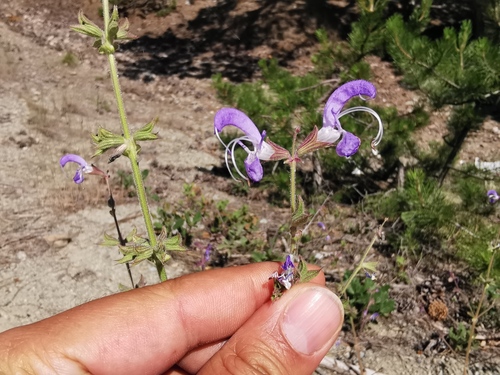 Salvia cyanescens