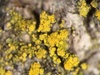 Tremella Clade I - Photo (c) Samuel Brinker, all rights reserved, uploaded by Samuel Brinker