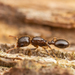 Temnothorax americanus - Photo (c) Clarence Holmes, όλα τα δικαιώματα διατηρούνται, uploaded by Clarence Holmes