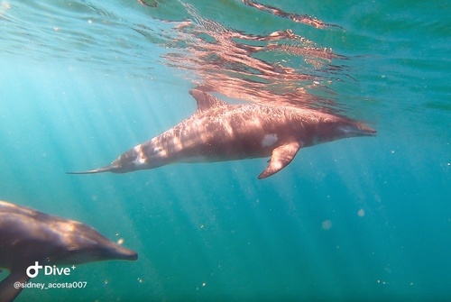 Rough-toothed Dolphin