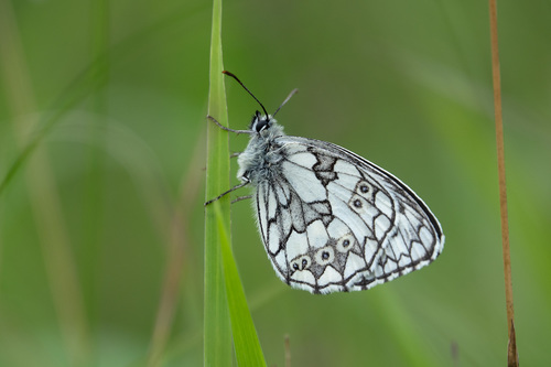 Melanargia galathea
