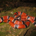 Transandean Capuchin Coralsnake - Photo (c) Diegophidio, all rights reserved, uploaded by Diegophidio