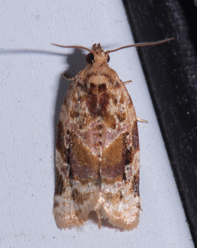 Red-banded Leafroller Moth