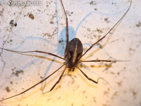 HARVESTMAN or DADDY-LONG-LEGS Order Opiliones Stock Photo - Alamy