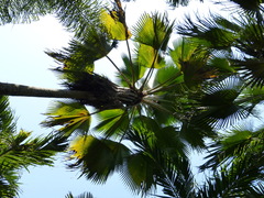 Image of Pritchardia pacifica
