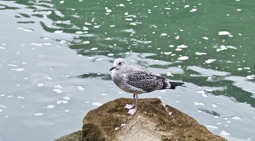Mongolian Gull