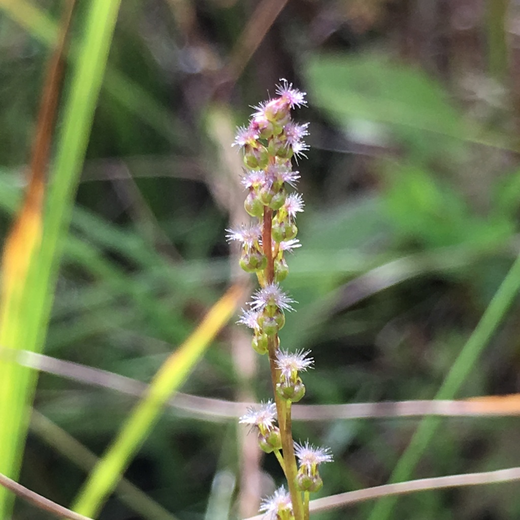 marsh arrowgrass from Mendon Ponds Park, Honeoye Falls, NY, US on ...