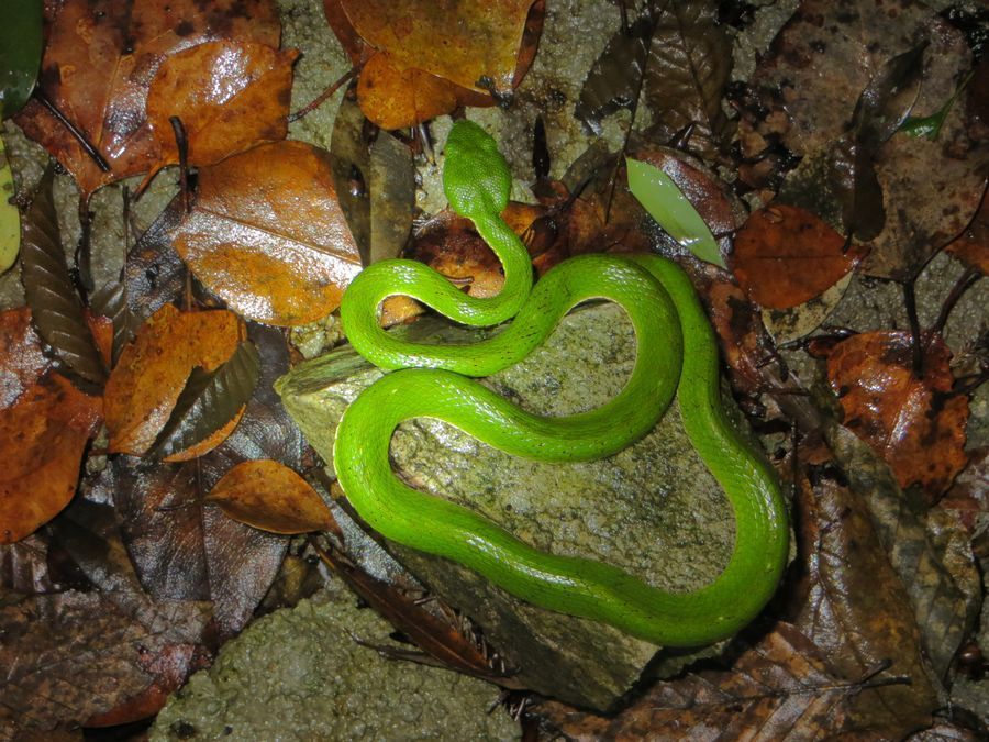 Chinese Green Tree Viper from Nanling National Forest Park, Shaoguan ...